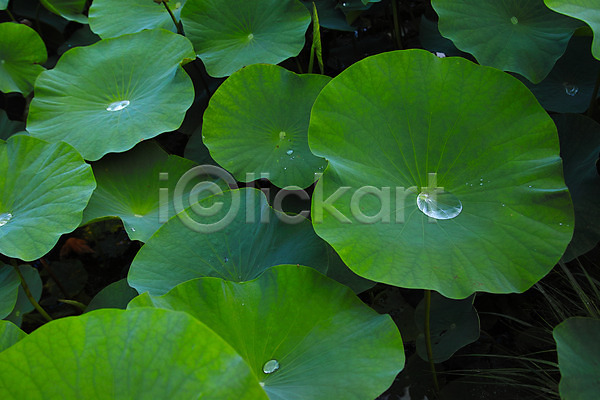 사람없음 JPG 포토 물방울 백그라운드 식물 식물백그라운드 야외 연잎 잎 자연 주간