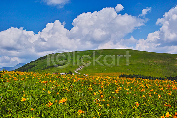 사람없음 JPG 포토 구름(자연) 꽃 맑음 목초지 야외 언덕 자연 주간 풍경(경치) 하늘