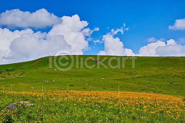 JPG 포토 구름(자연) 꽃 맑음 목초지 야외 언덕 자연 주간 풍경(경치) 하늘