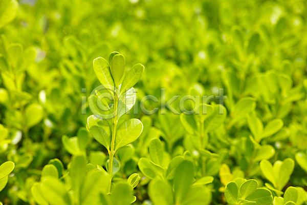 사람없음 JPG 아웃포커스 포토 백그라운드 식물 식물백그라운드 야외 자연 주간 초록색 풀잎