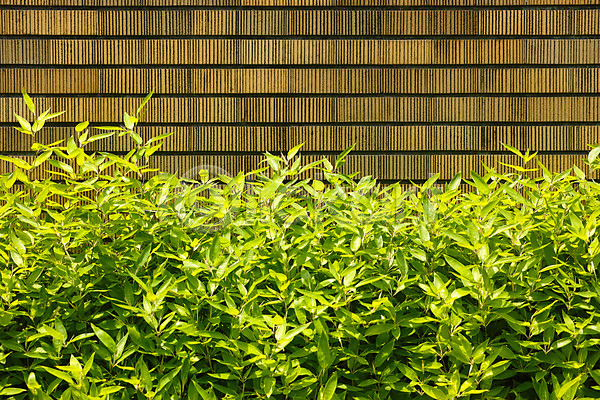 사람없음 JPG 포토 나뭇잎 야외 자연 주간 풀잎 풍경(경치)