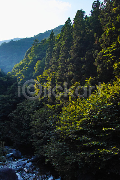 사람없음 JPG 포토 계곡 나무 바위 산 숲 야외 자연 주간 풍경(경치)
