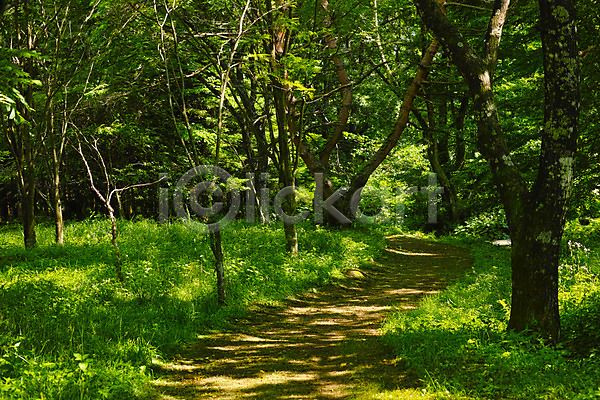 사람없음 JPG 포토 나무 숲 숲길 숲속 야외 오솔길 자연 주간 풍경(경치)