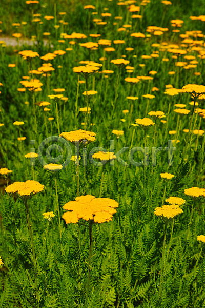사람없음 JPG 아웃포커스 포토 꽃 꽃밭 노란색 야외 여러송이 자연 주간 풍경(경치)