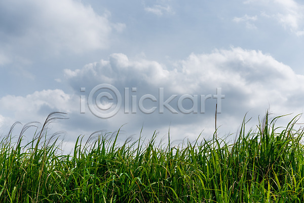 사람없음 JPG 포토 갈대(식물) 구름(자연) 야외 자연 주간 풍경(경치) 하늘