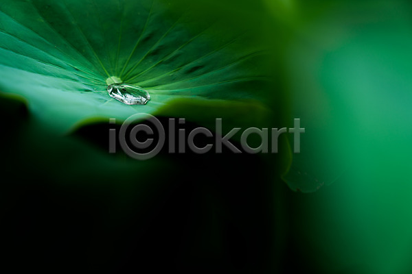 사람없음 JPG 아웃포커스 포토 물방울 야외 연잎 자연 주간 풍경(경치)