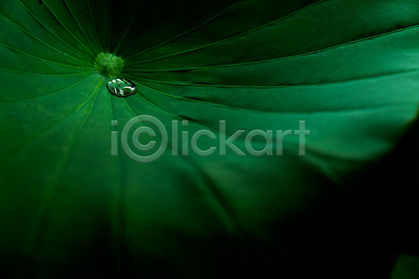 사람없음 JPG 아웃포커스 포토 물방울 야외 연잎 자연 주간 풍경(경치)