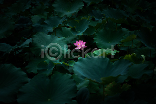 사람없음 JPG 포토 야외 연꽃(꽃) 연못 연잎 자연 주간 한송이