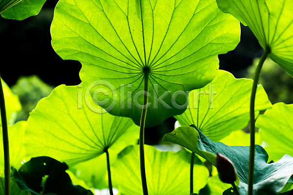 사람없음 JPG 아웃포커스 포토 백그라운드 식물 식물백그라운드 야외 연잎 잎 자연 주간