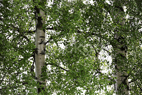 사람없음 JPG 포토 해외이미지 2 검은색 나무 닫기 쌍 잎 자연 자작나무 초록색 해외202004 흰색