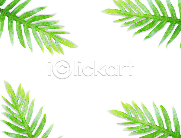 성장 신선 사람없음 JPG 포토 해외이미지 고립 나뭇가지 내추럴 모양 백그라운드 봄 생태학 식물 양치류 열대우림 잎 자연 장식 정원 초록색 패턴 해외202004 환경 흰색