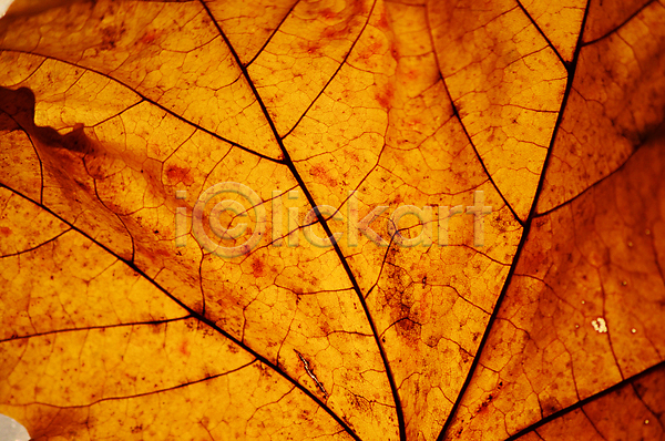 사람없음 JPG 포토 해외이미지 10월 9월 가을(계절) 계절 노란색 단풍 백그라운드 빛 선 오렌지 잎 자연 질감 해외202004