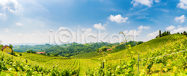 신선 평화 사람없음 JPG 포토 해외이미지 가을 과일 구름 남쪽 농업 농장 도로 밭 산 수확 숙성 시골 식물 야외 양조 양조장 언덕 여름 여행 오스트리아 와인 자국 자연 정원 초록색 태양 파노라마 포도 포도나무 포도밭 풍경 해외202004 해외포토