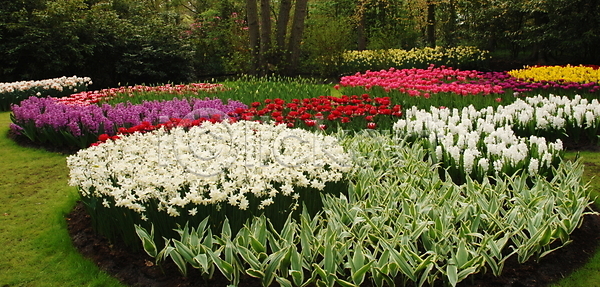 활발 사람없음 JPG 포토 해외이미지 강렬 개화 계절 꽃 꽃무늬 꽃잎 나누기 네덜란드 농업 다발 많음 밭 백그라운드 벚꽃 봄 블러 빨간색 시골 식물 야외 여름 잎 자연 정원 젖음 줄기 줄무늬 줄서기 침대 튤립 패턴 해외202004 해외포토 햇빛