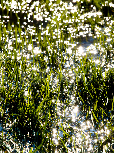 떨어짐 신선 사람없음 JPG 포토 해외이미지 농업 물 반사 밭 백그라운드 시골 액체 야외 자연 잔디 젖음 초록색 풍경(경치) 해외202004 홍수 환경