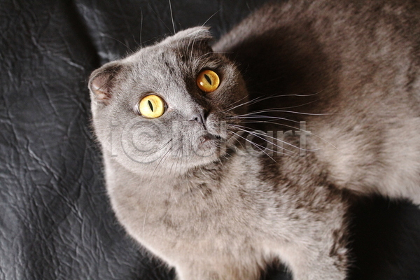 귀여움 사람없음 JPG 포토 해외이미지 검은배경 고양이 반려동물 반려묘 스코티시폴드 실내 올려보기 한마리 해외202004