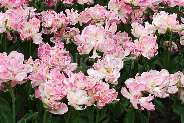 사람없음 JPG 포토 해외이미지 그림 꽃 모양 백그라운드 봄 자연 정원 튤립 해외202004