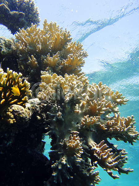 사람없음 JPG 포토 해외이미지 다이빙 무료 물 바다 빨간색 산호 수중 야생동물 어류 이집트 자연 정원 컬러풀 파란색 해외202004