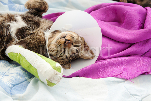 휴식 사람없음 JPG 포토 해외이미지 고양이 깁스 깔대기 눕기 동물병원 실내 한마리 해외202004