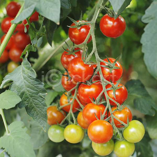 성장 사람없음 JPG 포토 해외이미지 빨간색 식물 음식 채소 토마토 포도나무 해외202004
