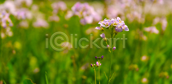 사람없음 JPG 포토 해외이미지 꽃 맑음 보케 봄 분홍색 여름 캄파눌라 태양 해외202004 해외포토