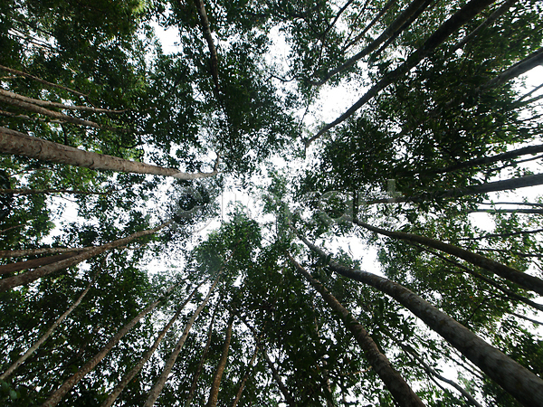 성장 사람없음 JPG 포토 해외이미지 나무 덮개 말레이시아 생태학 숲 아시아 야외 잎 자연 초록색 큼 해외202004 환경