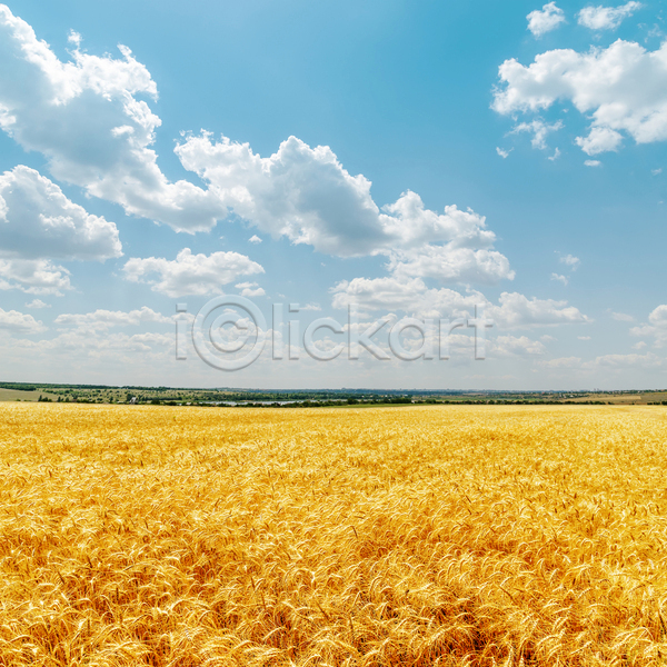 사람없음 JPG 포토 해외이미지 농사 농업 농작물 밀 밀밭 보리 보리밭 야외 주간 풍경(경치) 하늘 해외202004