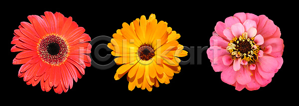 사람없음 JPG 포토 해외이미지 거베라 식물 썩음 오렌지 해외202004 해외포토