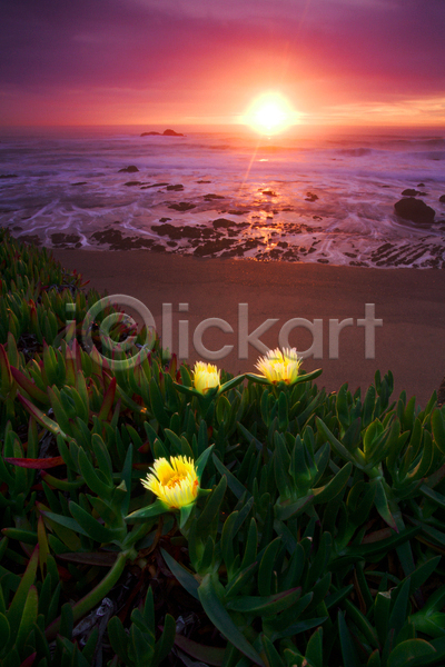 사람없음 JPG 포토 해외이미지 구름(자연) 꽃 노을 미국 바다 야외 주간 캘리포니아 태양 하늘 해변 해외202004 해외풍경