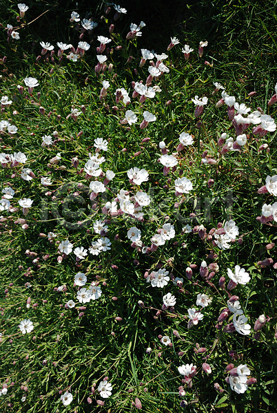 사람없음 JPG 포토 해외이미지 계절 꽃 꽃잎 내추럴 식물 야외 유럽 자연 프랑스 해외202004