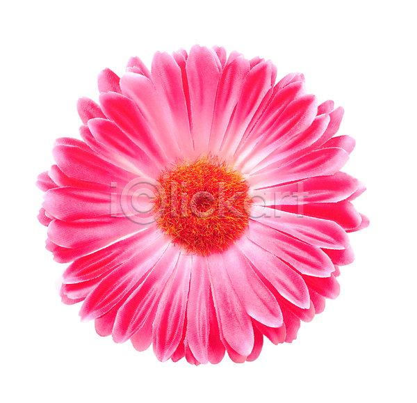 사람없음 JPG 포토 해외이미지 개화 거베라 고립 꽃 꽃무늬 꽃잎 데이지 분홍색 빨간색 선물 식물 자연 장식 캐모마일 컬러풀 패턴 해외202004 흰색