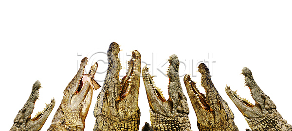 숨김 위험 사람없음 JPG 포토 해외이미지 가죽 강 거친 고립 공격적 눈금 동물 동물원 머리 사냥 사냥꾼 생물 송곳니 아프리카 악어 야생동물 양서류 오픈 육식동물 입 자연 저울 치아 큼 토막 파충류 포유류 표면 피부 해외202004 해외포토 황무지 힘 힘찬