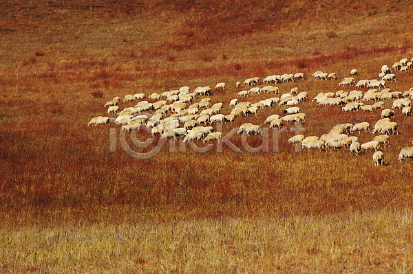사람없음 JPG 포토 해외이미지 가을(계절) 계절 농경지 농장 동물 몽골 식물 양 언덕 여행 자연 장면 중국 평야 풍경(경치) 해외202004 휴양지