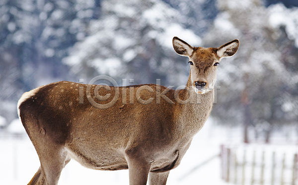 사람없음 JPG 아웃포커스 포토 해외이미지 겨울 눈내림 사슴 숲 야생동물 야외 유럽 응시 주간 해외202004