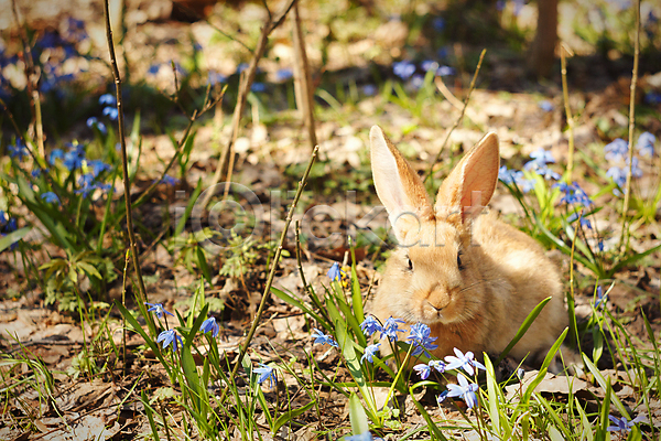 사람없음 JPG 포토 해외이미지 꽃 앉기 야외 응시 주간 초원(자연) 토끼 한마리