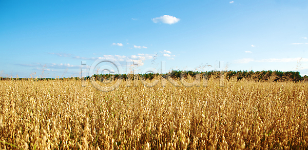 선택 성장 사람없음 JPG 포토 해외이미지 가을 갈색 건강 귀 귀리 낟알 내추럴 노란색 농경지 농업 농작물 농장 다이어트 마을 많음 밀 밀가루 밀짚 밭 밭일 백그라운드 빵 세련 수확 숙성 시골 시리얼 식물 식사 씨앗 야외 여름 음식 자연 지구 채식 채식주의자 해외202004 해외포토 황금