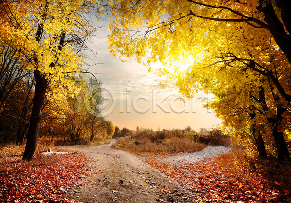 사람없음 JPG 포토 해외이미지 가을(계절) 가을풍경 길 나무 낙엽 단풍 맑음 숲 야외 자연 주간 하늘 해외202004 햇빛