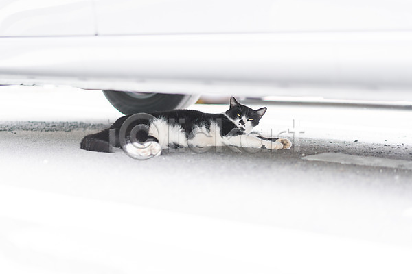 사람없음 JPG 포토 거리 거리풍경 고양이 길고양이 동물라이프 반려 야외 자동차 주간 풍경(경치) 한마리