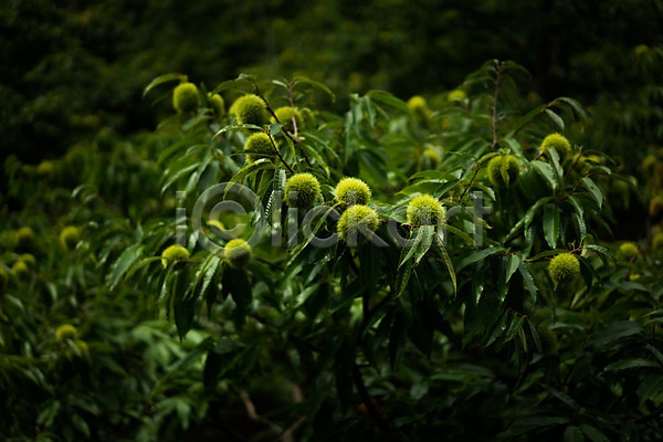 사람없음 JPG 아웃포커스 포토 나뭇잎 밤나무 밤송이 야외 열매 자연 주간 풍경(경치)