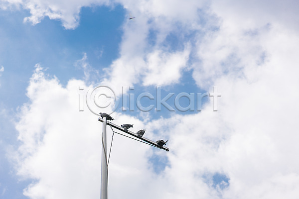 사람없음 JPG 로우앵글 포토 구름(자연) 기둥 비둘기 야외 여러마리 주간 풍경(경치) 하늘