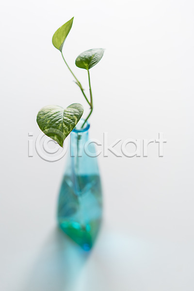 사람없음 JPG 아웃포커스 포토 스킨답서스 스튜디오촬영 식물 실내 오브젝트 유리병 장식 흰배경