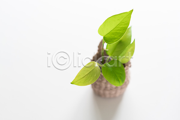 사람없음 JPG 아웃포커스 포토 바구니 스킨답서스 스튜디오촬영 식물 실내 오브젝트 장식 화분 흰배경