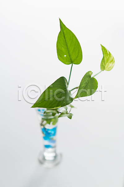 사람없음 JPG 아웃포커스 포토 스킨답서스 스튜디오촬영 식물 실내 오브젝트 유리병 장식 흰배경