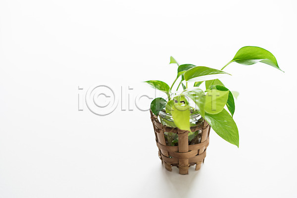 사람없음 JPG 포토 바구니 스킨답서스 스튜디오촬영 식물 실내 오브젝트 장식 흰배경