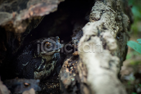 사람없음 JPG 아웃포커스 포토 개구리 나무 두꺼비 야생동물 야외 자연 주간 풍경(경치) 한마리