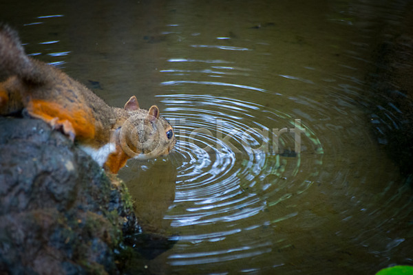 사람없음 JPG 포토 바위 야생동물 야외 연못 자연 주간 청설모 한마리