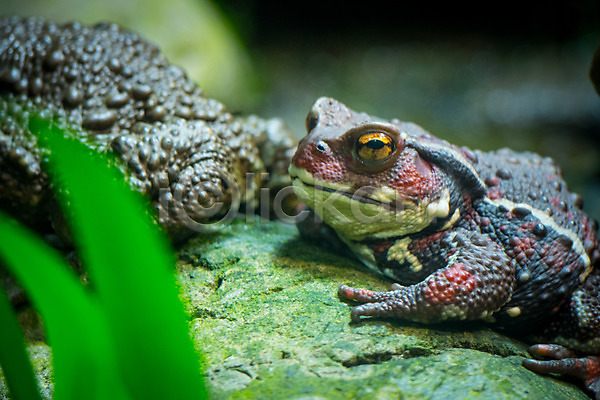 사람없음 JPG 근접촬영 아웃포커스 포토 개구리 두꺼비 두마리 야생동물 야외 자연 주간 풍경(경치)