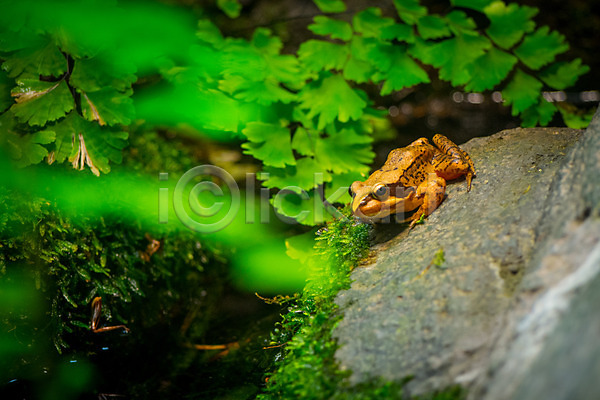 사람없음 JPG 아웃포커스 포토 개구리 나뭇잎 바위 야생동물 야외 자연 주간 풍경(경치) 한마리