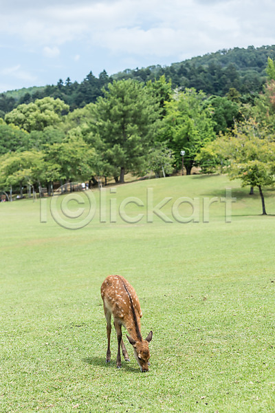 사람없음 JPG 포토 나무 동물원 사슴 야생동물 야외 자연 잔디 주간 한마리