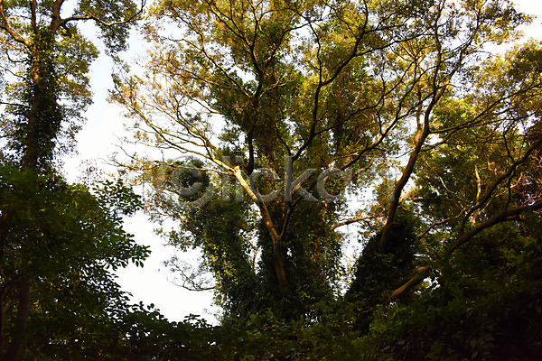 사람없음 JPG 포토 나무 숲 야외 자연 주간 풍경(경치)